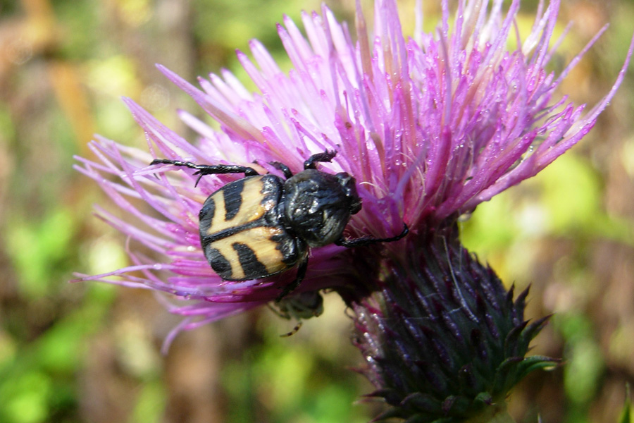 Trichius fasciatus